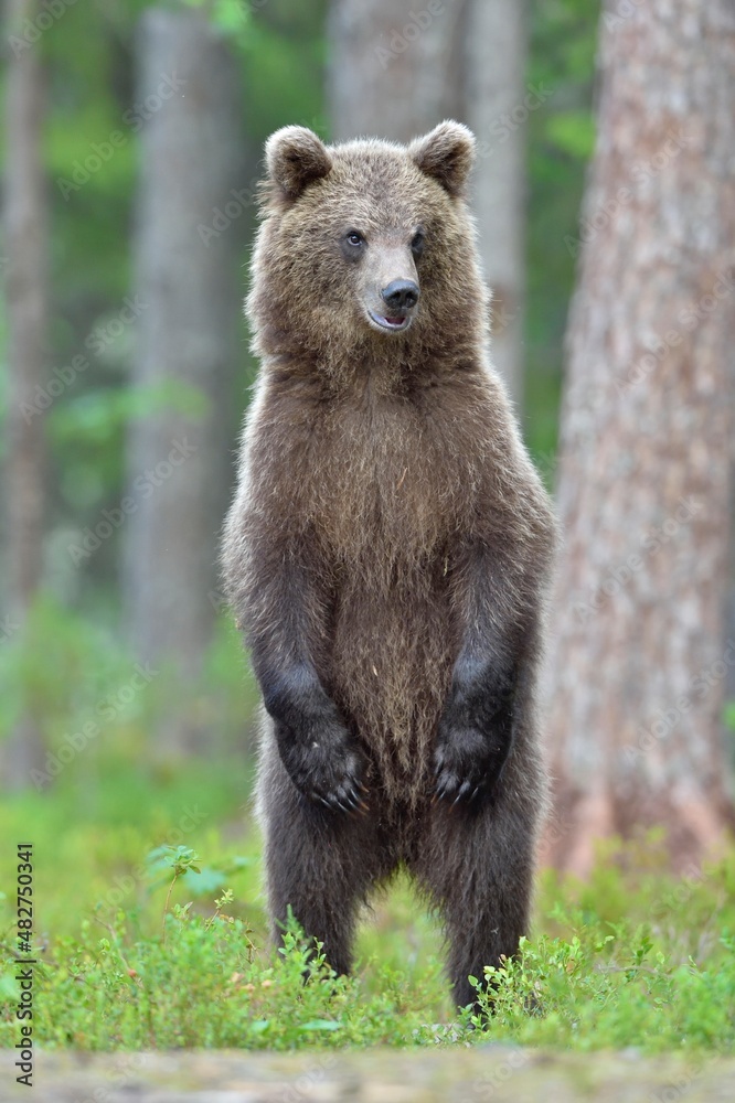 The bear cub standing on hinder legs. Ursus Arctos ( Brown Bear) The bear cub standing on hinder legs. Ursus Arctos ( Brown Bear)