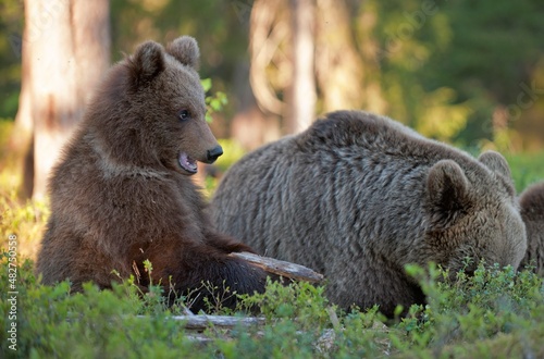 She-Bear and Cub of Brown bear (Ursus Arctos Arctos) in the summer forest. Natural green Background