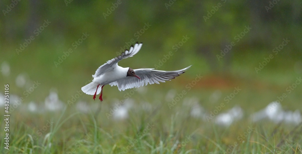 Black-headed Gull (Larus ridibundus) in flight on the green nature background Black-headed Gull (Larus ridibundus) in flight on the green nature background