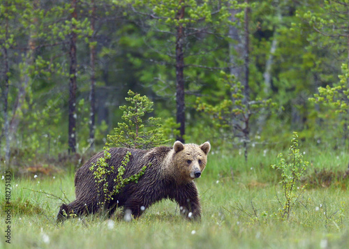 Wild Brown bear (ursus Arctos) in the summer forest