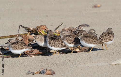 Flock of Least Sandpipers  Calidris minutilla  on Beach  Galveston  Texas