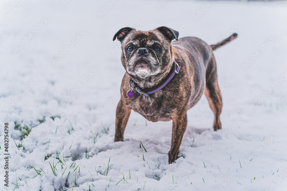 Obraz premium Pug and Boston Terrier mix called a BUG, playing in fresh snowfall