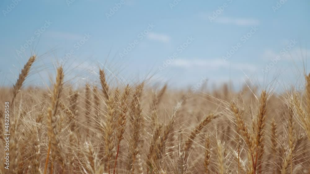 agriculture. ears of wheat on the field a during sunset. wheat agriculture harvesting agribusiness concept. large wheat field. large harvest of farm wheat in summer on the field landscape agriculture. ears of wheat on the field a during sunset. wheat agriculture harvesting agribusiness concept. large wheat field. large harvest of farm wheat in summer on the field landscape