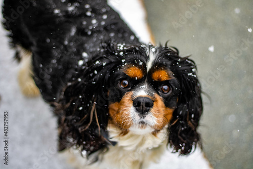 dog in snow Cavalier King Charles Spaniel
