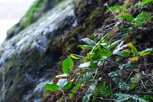 Foliage on Rock