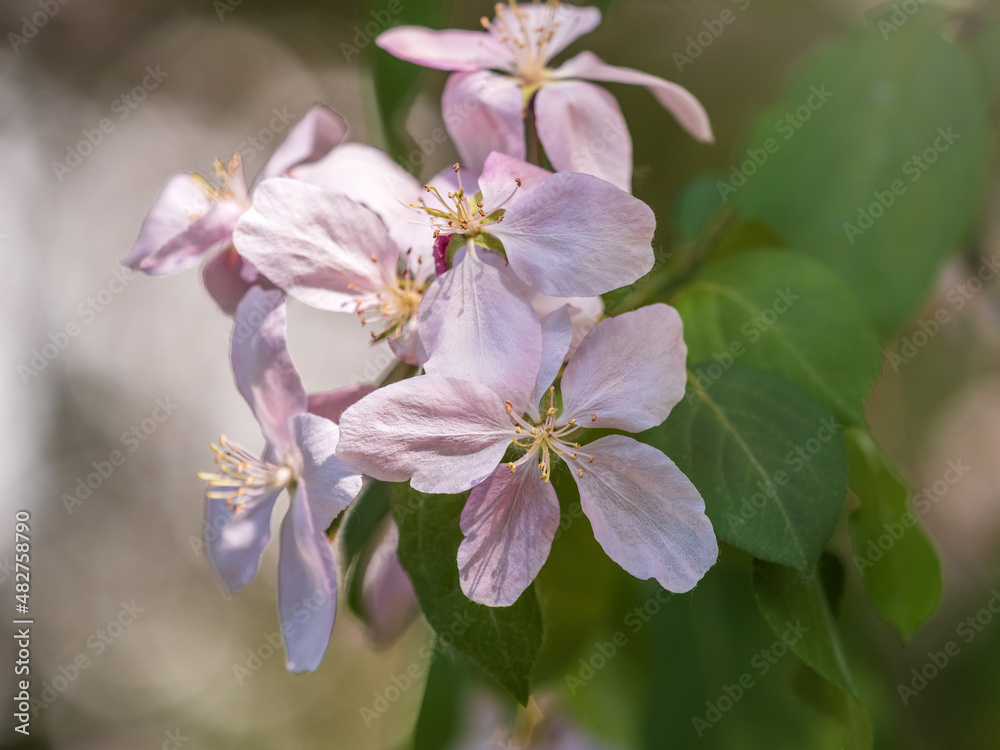 Fresh pink flowers of a blossoming apple tree with blured background Fresh pink flowers of a blossoming apple tree with blured background