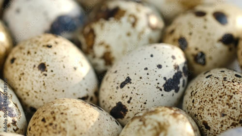 Close-up of quail eggs a rotating . Bright colorful quail eggs. Macro. Selective focus Close-up of quail eggs a rotating . Bright colorful quail eggs. Macro. Selective focus