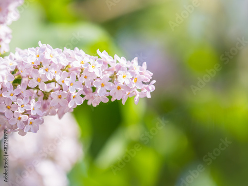 Pink Blooming Lilac Flowers in spring with blured background