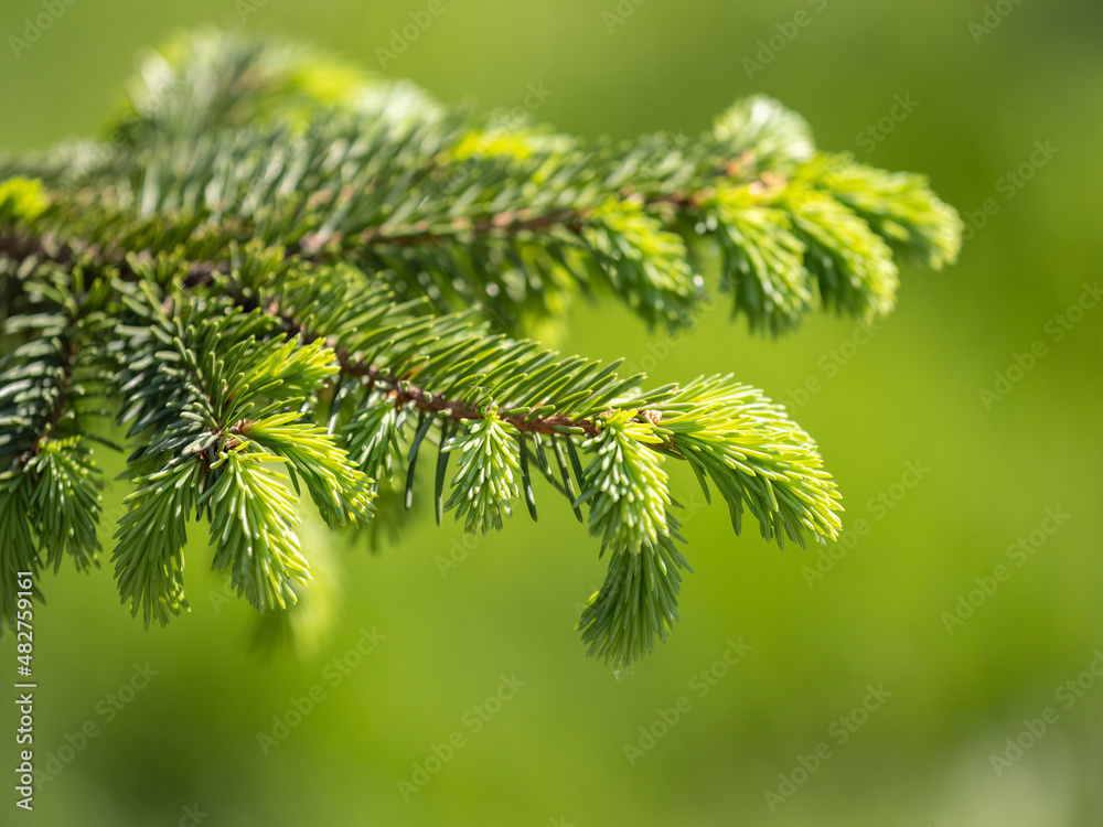 Fir branches with fresh shoots in spring. Fir branches with fresh shoots in spring.