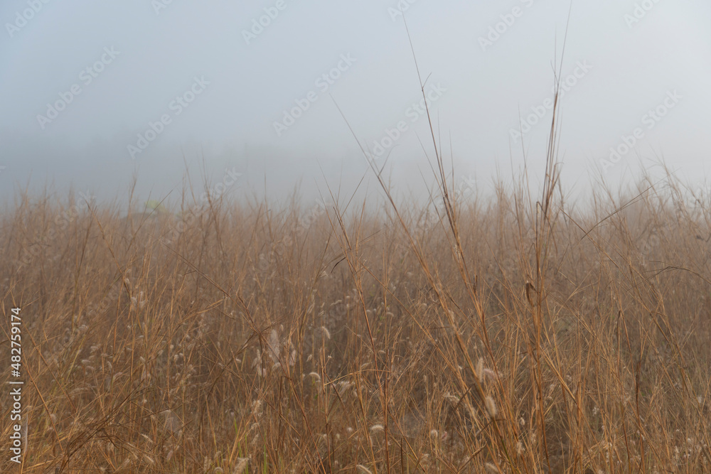 Obraz premium Abstract and background of Yellow-brown field covered the area with dense white mist in the morning.