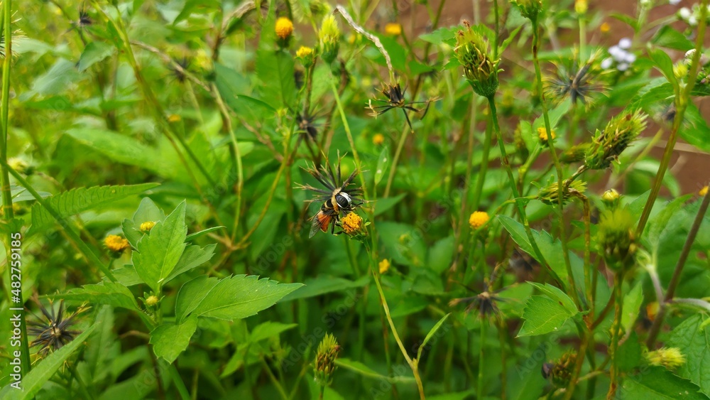 Palpada flower insects in flower plantation area Palpada flower insects in flower plantation area