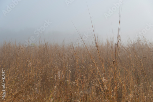 Abstract and background of Yellow-brown field covered the area with dense white mist in the morning.