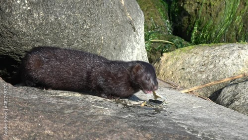 Animal American mink Mustela vision eating fish on coast stones photo