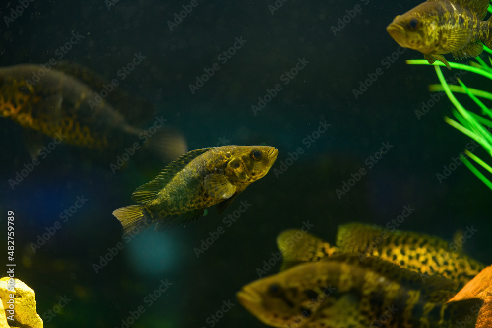 Parachromis managuensis in aquarium. (Cichlasoma managuense)