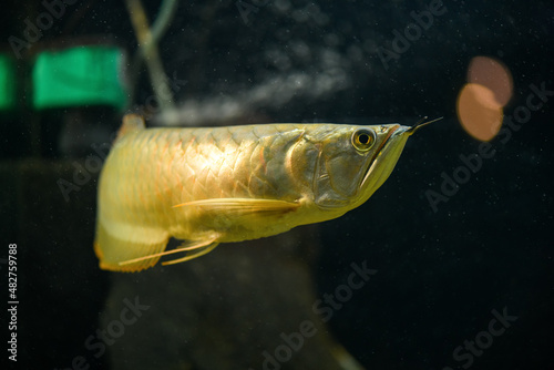 Arowana fish in the aquarium on a black background. (Osteoglossidae) photo