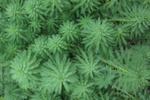 aquatic plants of Cabomba caroliniana blooming in spring design for green background and healthy lifestyle