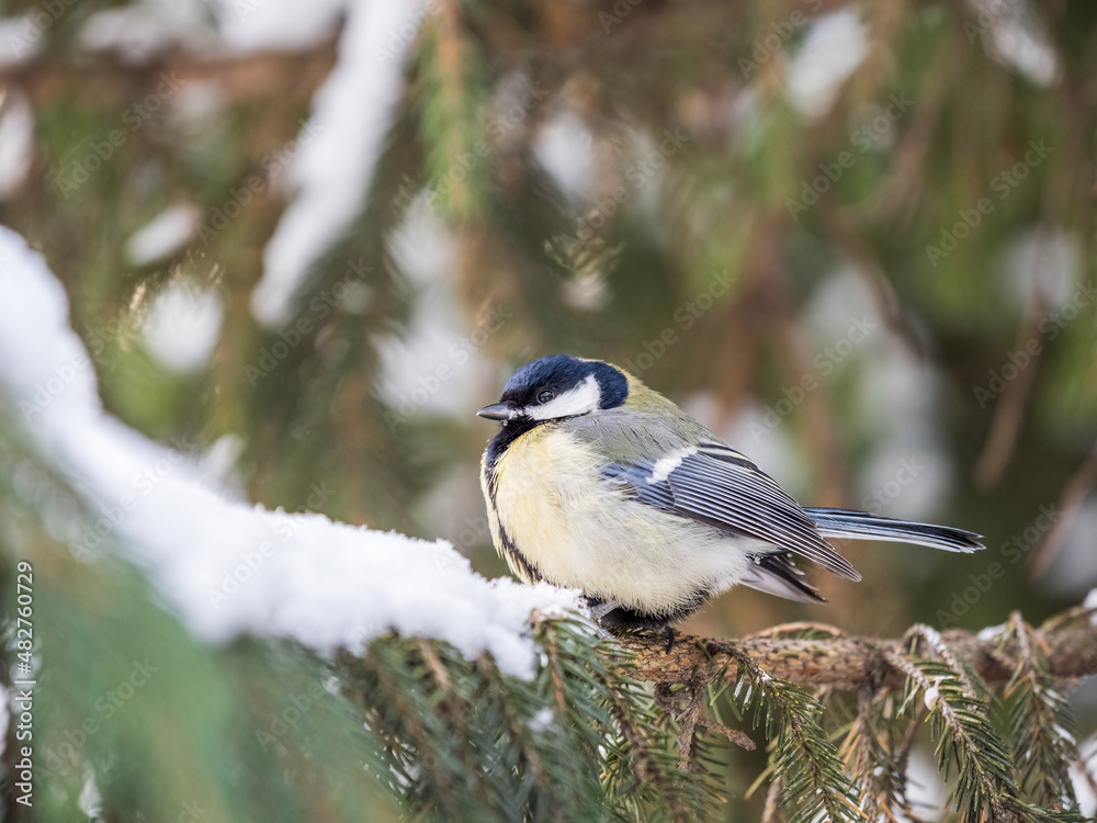 Fototapeta premium Cute bird Great tit, songbird sitting on the fir branch with snow in winter