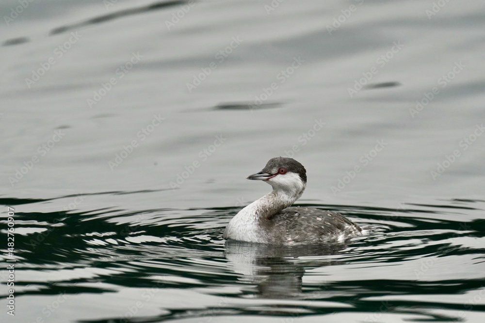 horned grebe in the sea