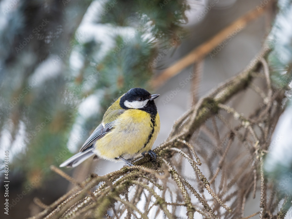 Fototapeta premium Cute bird Great tit, songbird sitting on the fir branch