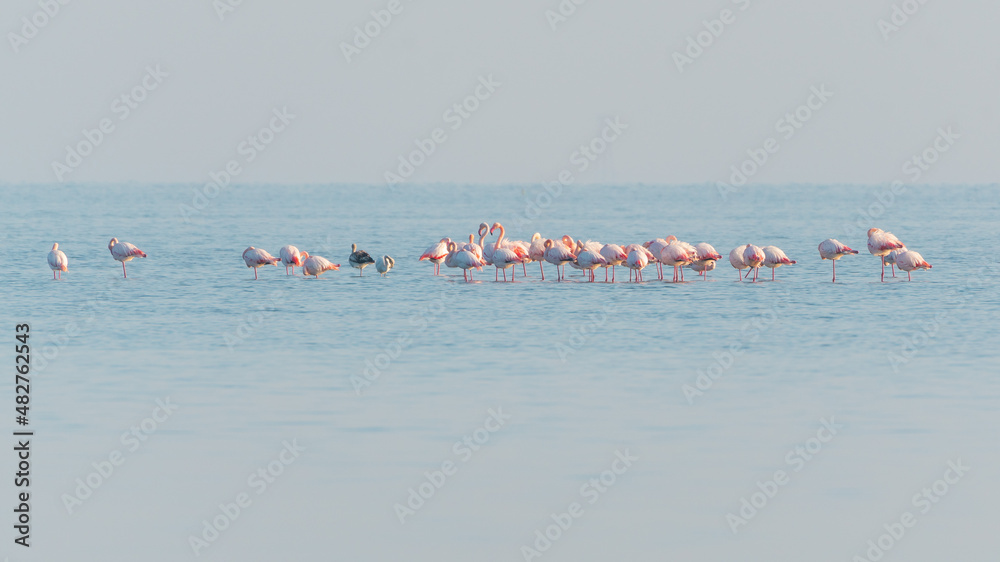 Flock of pink flamingos walking and feeding in the blue water Flock of pink flamingos walking and feeding in the blue water