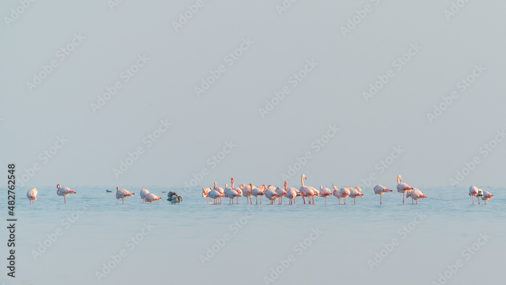 Flock of pink flamingos walking and feeding in the blue water