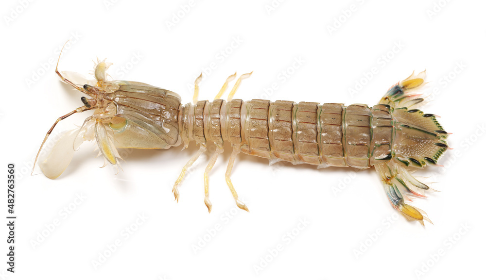 Mantis Shrimp on the white background