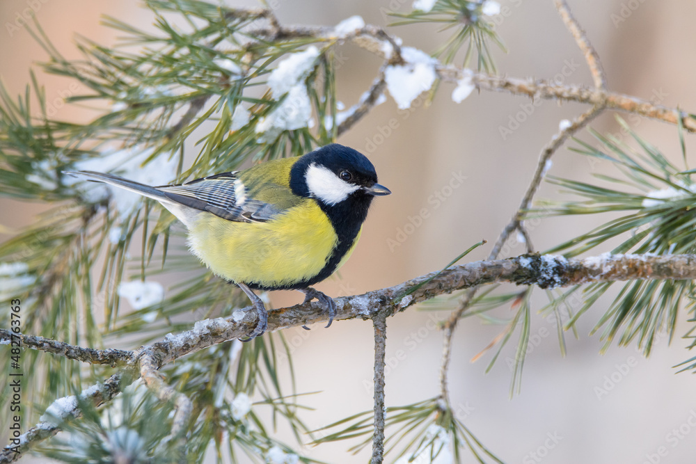 Fototapeta premium Tit on a pine branch in the forest