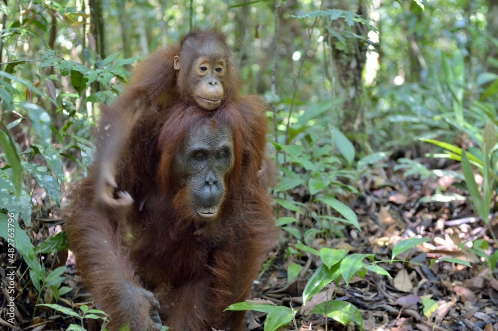 Obraz premium Mother orangutan and cub in a natural habitat. Bornean orangutan (Pongo pygmaeus wurmmbii) in the wild nature. Rainforest of Island Borneo. Indonesia.
