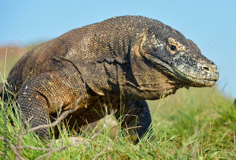 Portrait of the Komodo dragon ( Varanus komodoensis ) is the biggest living lizard in the world.  On island Rinca. Indonesia.