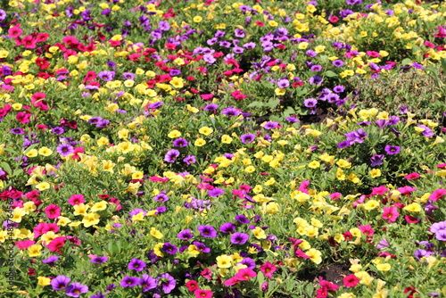 Fototapeta Naklejka Na Ścianę i Meble -  field of pink and yellow flowers