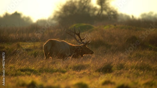 Bull Elk Gazing in Meadow During Sunset, 4k photo