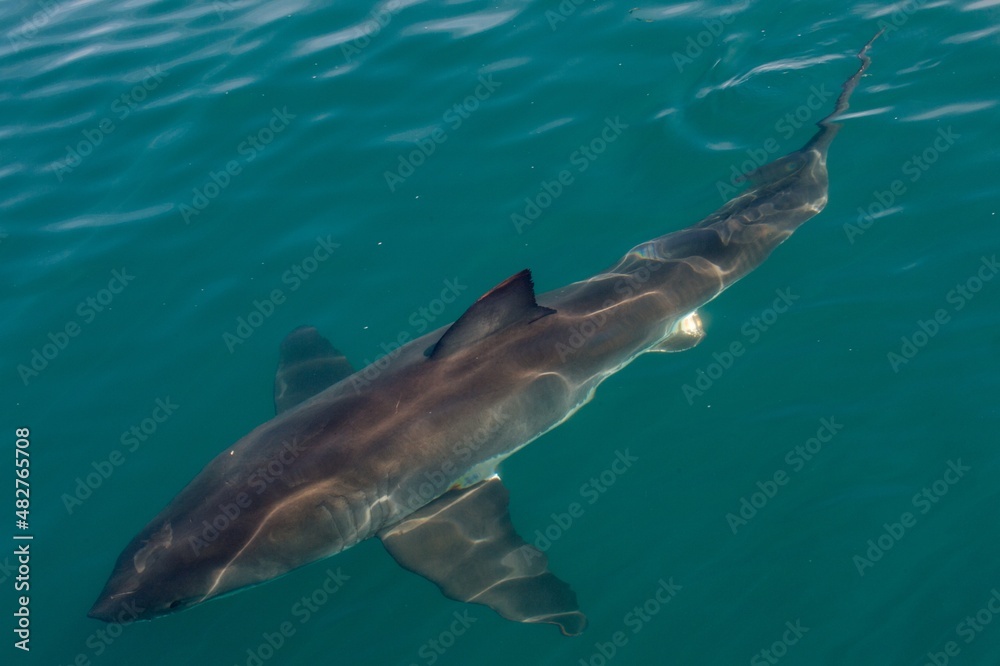 Fototapeta premium Great White shark (Carcharodon carcharias) in the water.Pacific ocean near the coast of South Africa