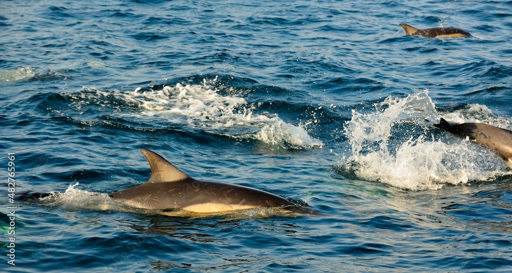 Obraz premium Group of dolphins, swimming in the ocean and hunting for fish.