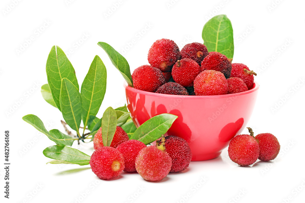 arbutus on white background arbutus on white background