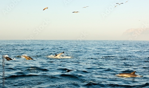 Group of dolphins  swimming in the ocean  and hunting for fish.