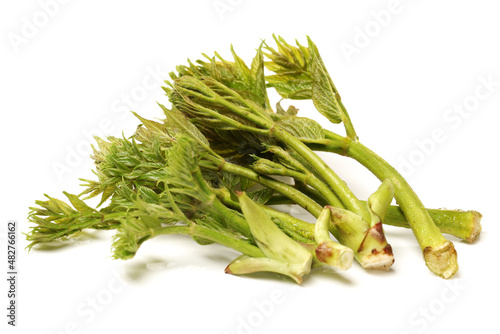 aralia sprout on white background photo