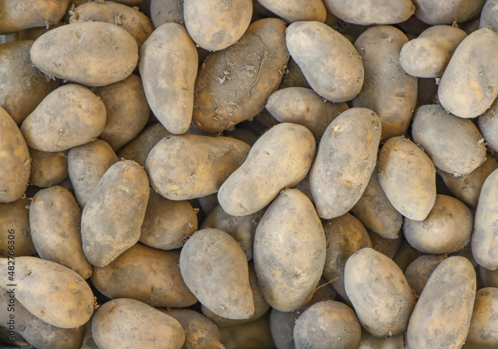 Harvested, ripe potato vegetable. Harvested, ripe potato vegetable.