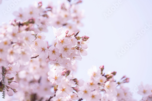 활짝 핀 분홍색 벚꽃 © EUNKYOUNG
