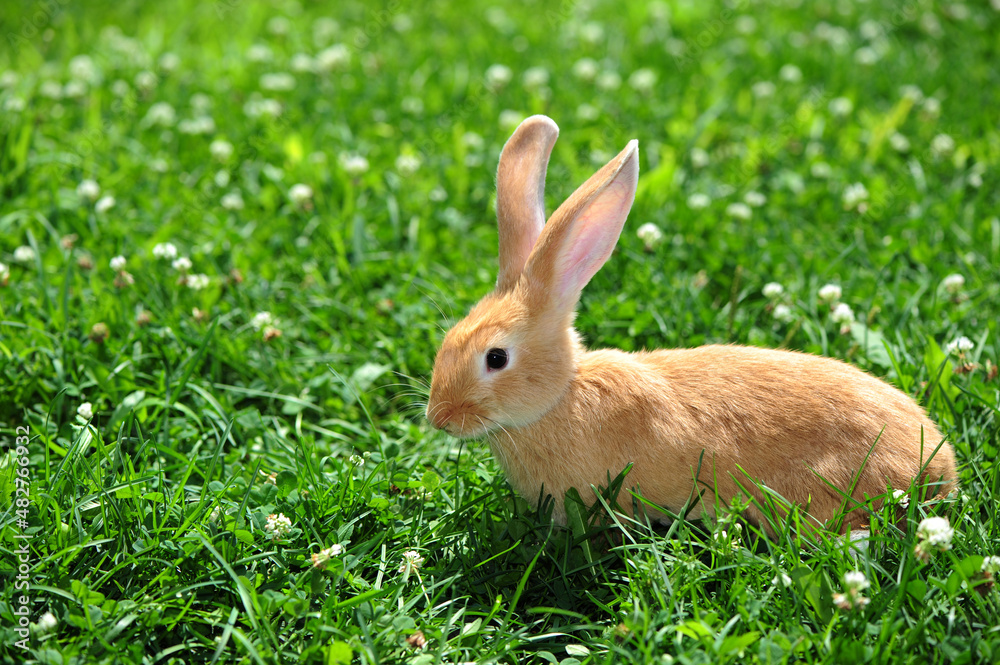 rabbit in the nature rabbit in the nature