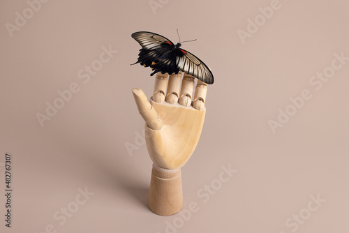 Butterfly papilio lowi still life concept on wooden hand on neutral background, human and wild life with copy space  photo