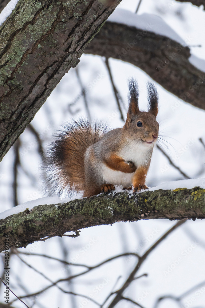 squirrel on a tree squirrel on a tree