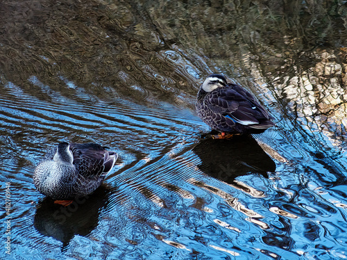 川を泳ぐ数羽のカモたち
 photo