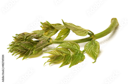 aralia sprout on white background photo