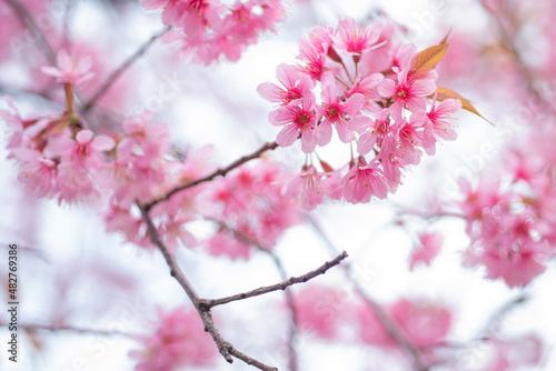 Prunus cerasoides  Cherry blossom branches  beautiful groups pink petal flowers  pink flower background