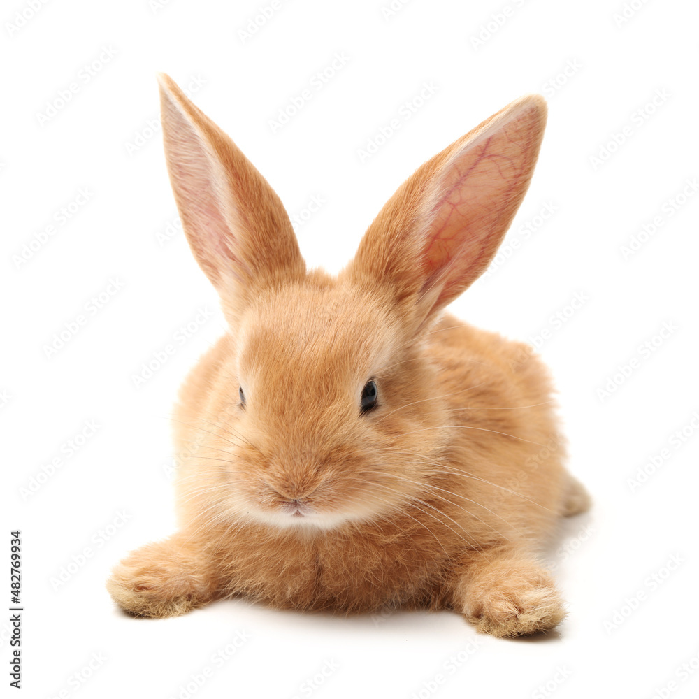 Obraz premium rabbit isolated on white background