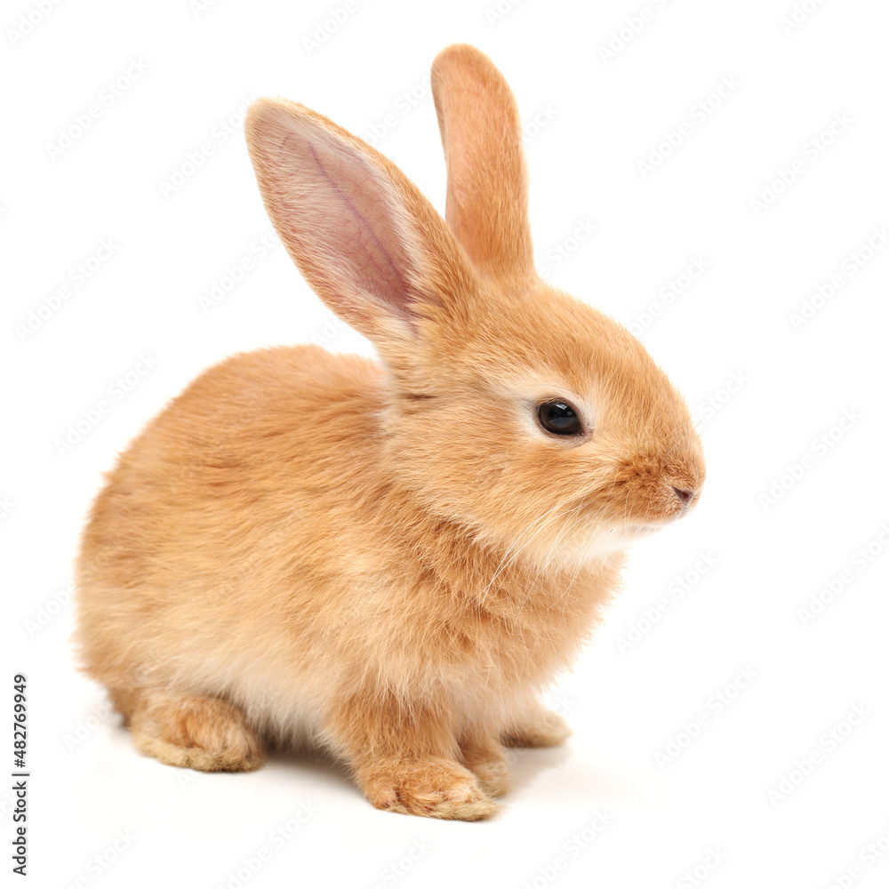 Baby of orange rabbit on white background Baby of orange rabbit on white background