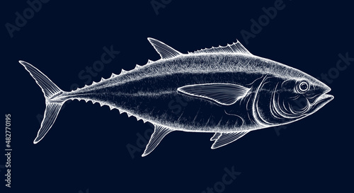 Tuna fish vector sketch. Bigeye, yellowfin, albacore tuna. Ocean fish retro style illustration. Saltwater fishing doodle.
