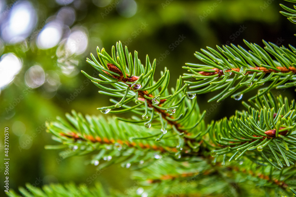 Dew on spruce branches, Forest , Tourism, Day Dew on spruce branches, Forest , Tourism, Day