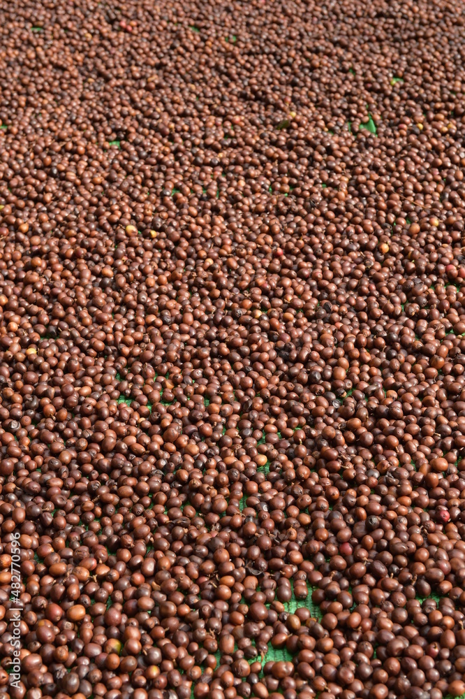 Coffee beans drying in the sun Coffee beans drying in the sun