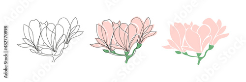 Set of three Cute blooming magnolia twig.Vector outline and flet illustrations. photo